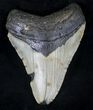 Megalodon Tooth - North Carolina #20457-1